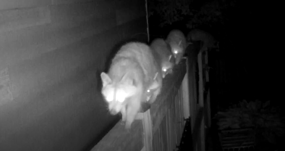 A raccoon family on a backyard fence. Credit: Levi Novey and Alicia De la Cruz-Novey